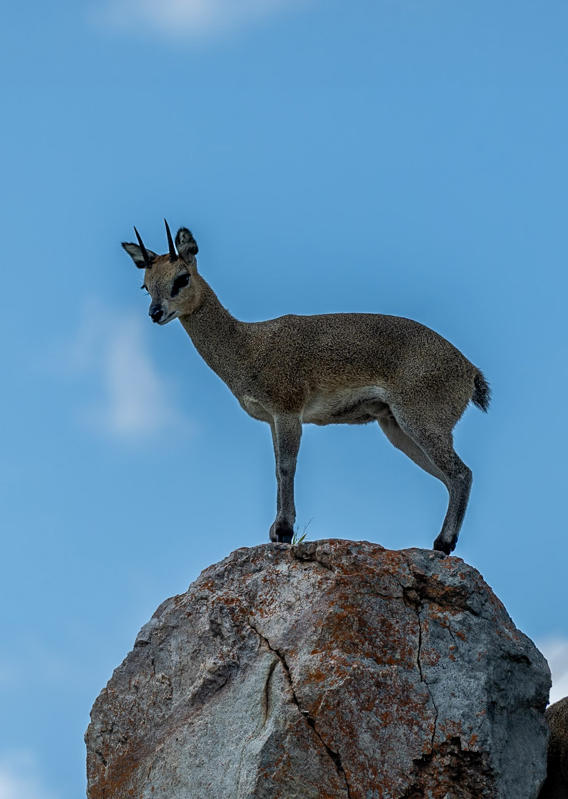 Wildlife close-up in Kruger National Park