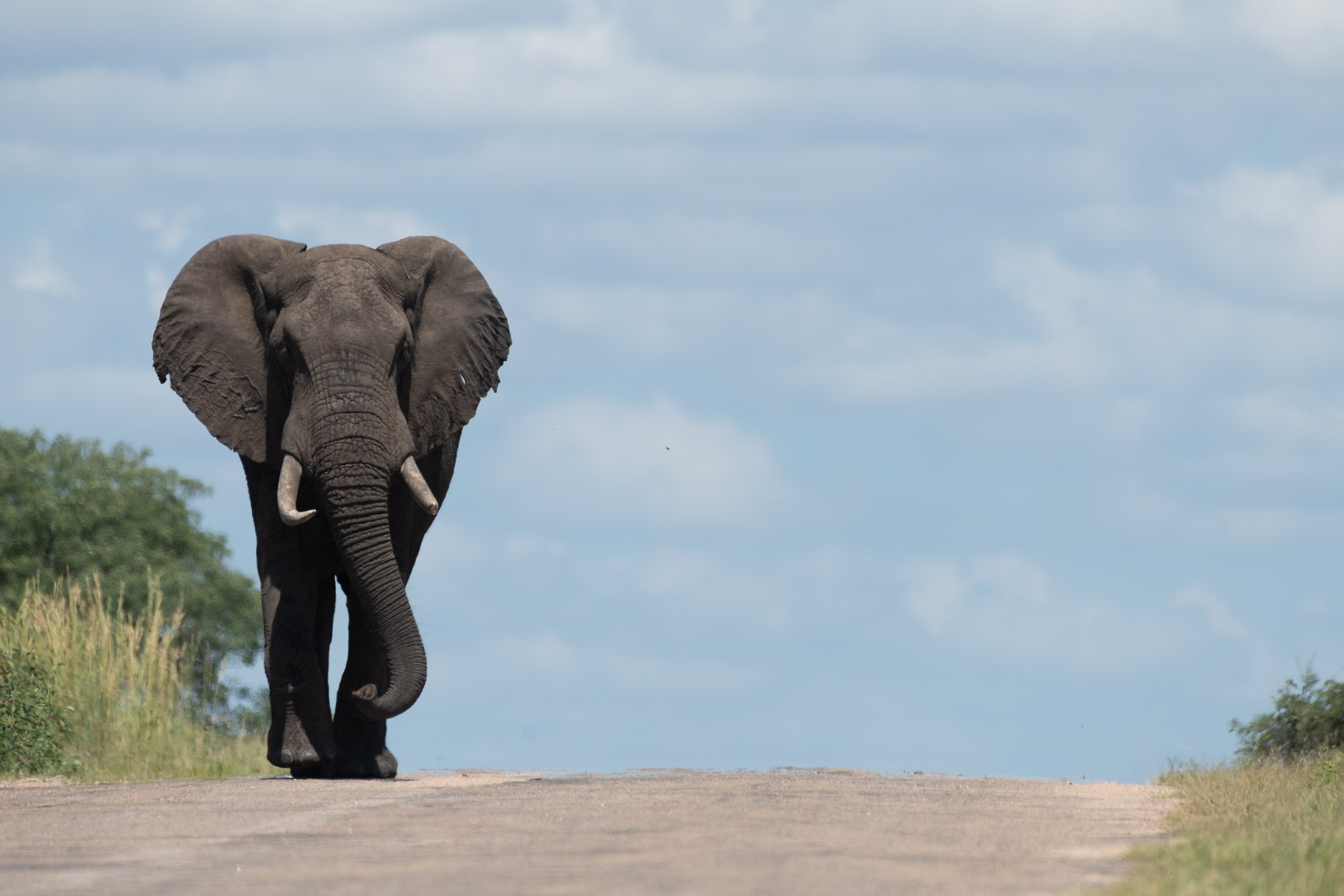 Kruger safari photography by Nicky Firer