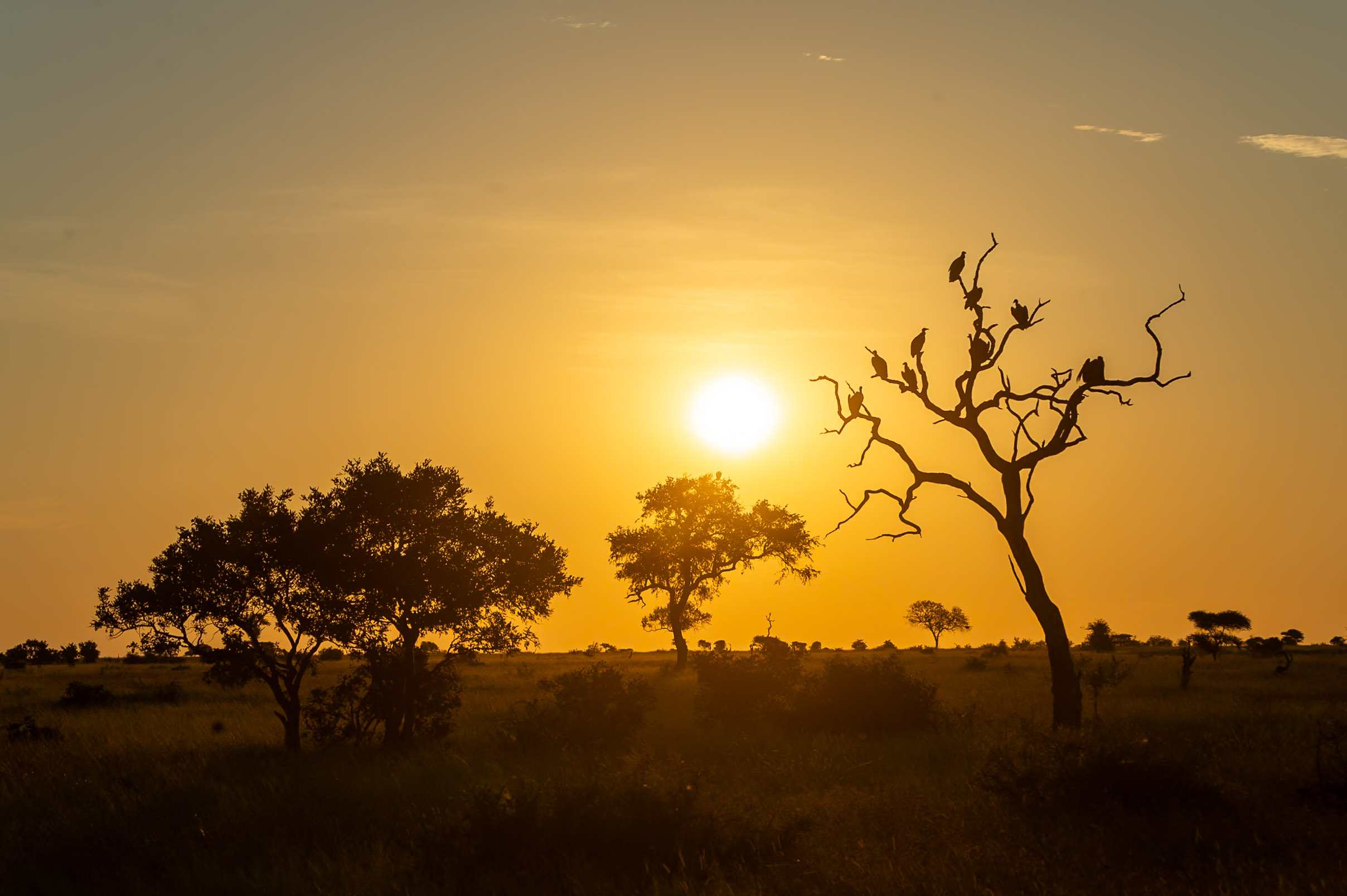 Kruger safari photography by Nicky Firer
