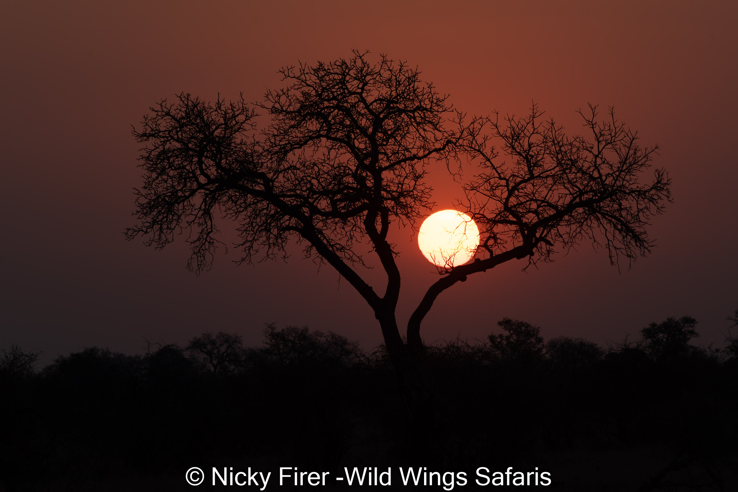 Kruger safari photography by Nicky Firer