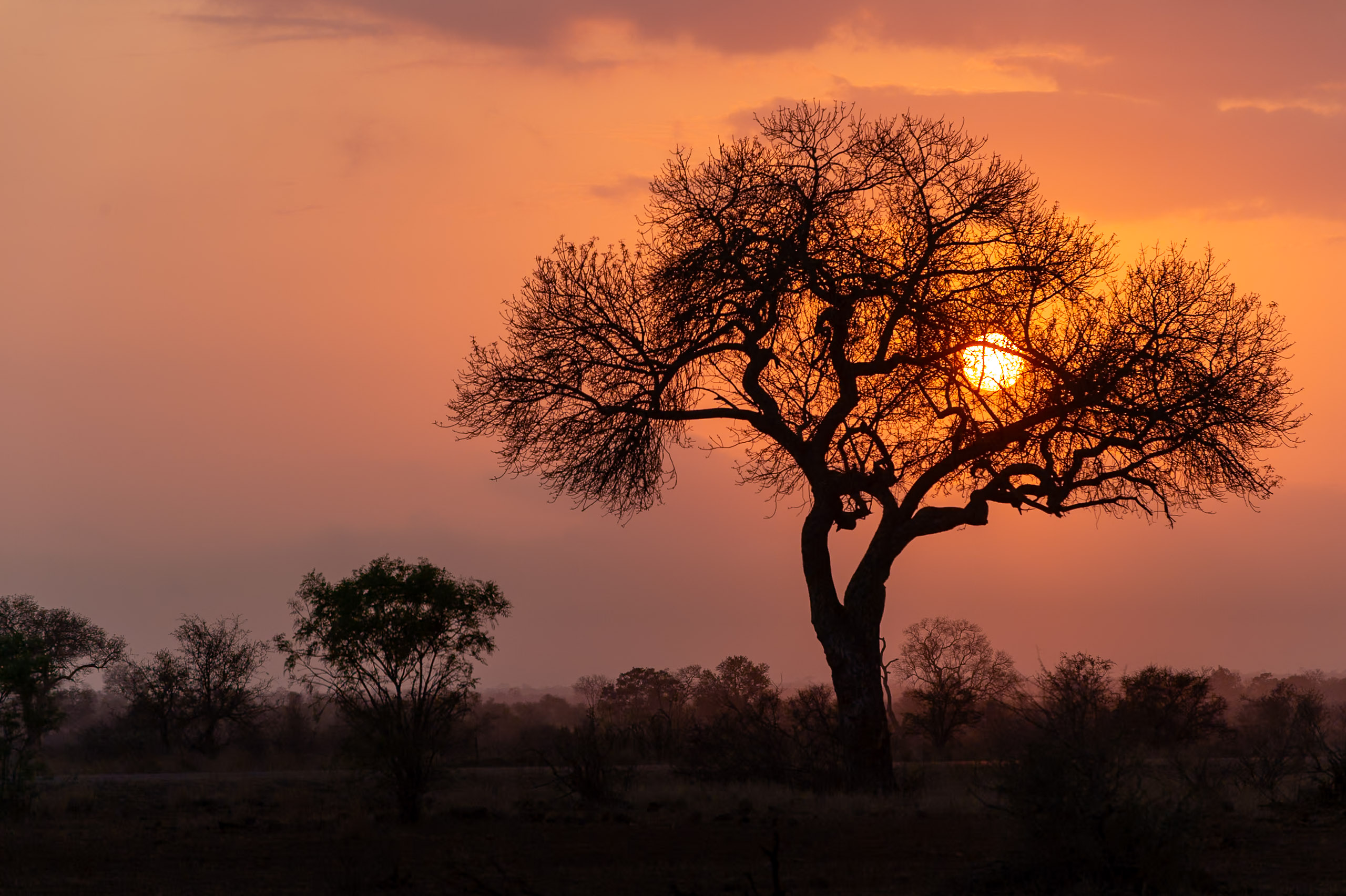 Kruger safari photography by Nicky Firer