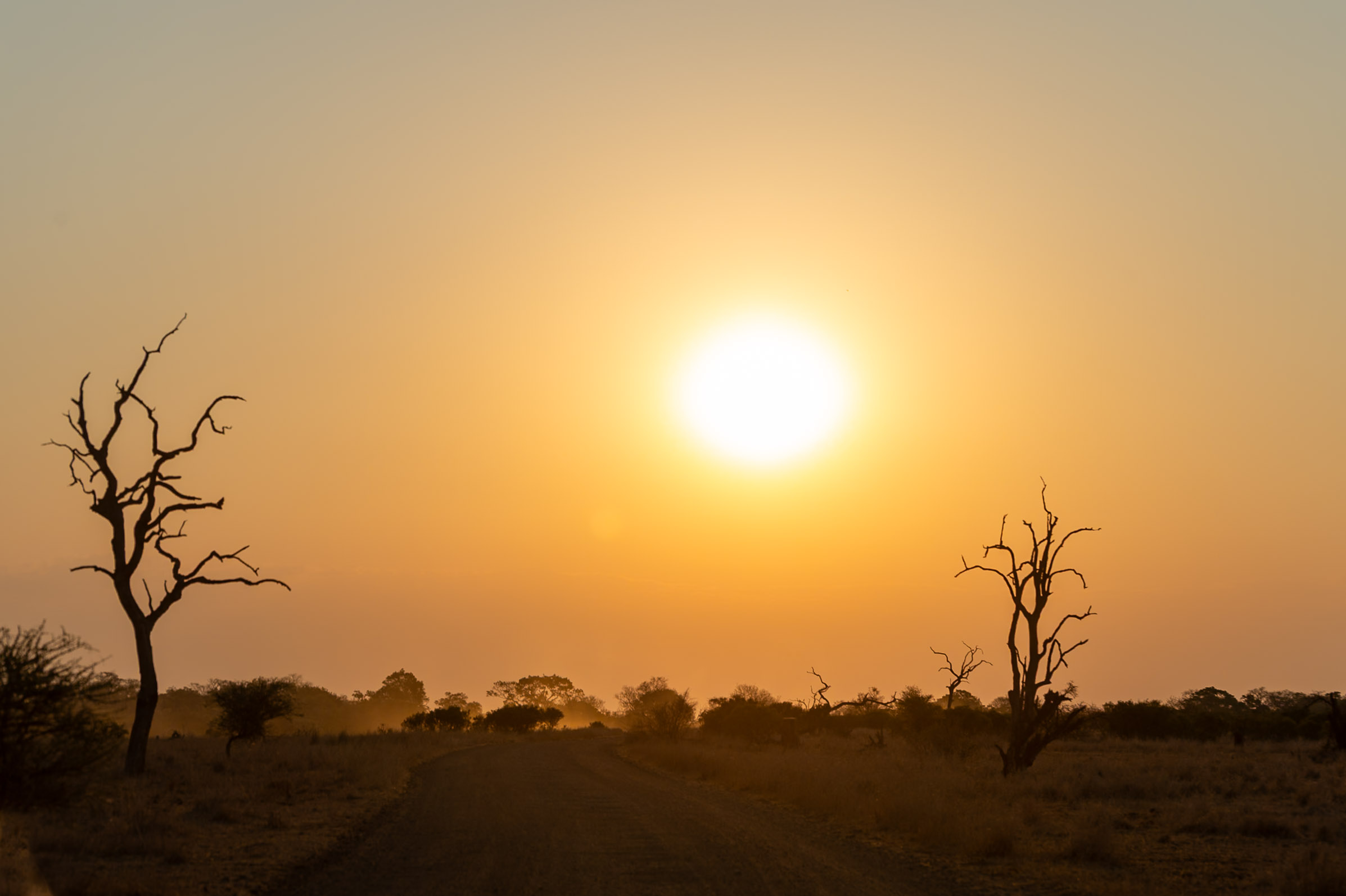 Kruger safari photography by Nicky Firer