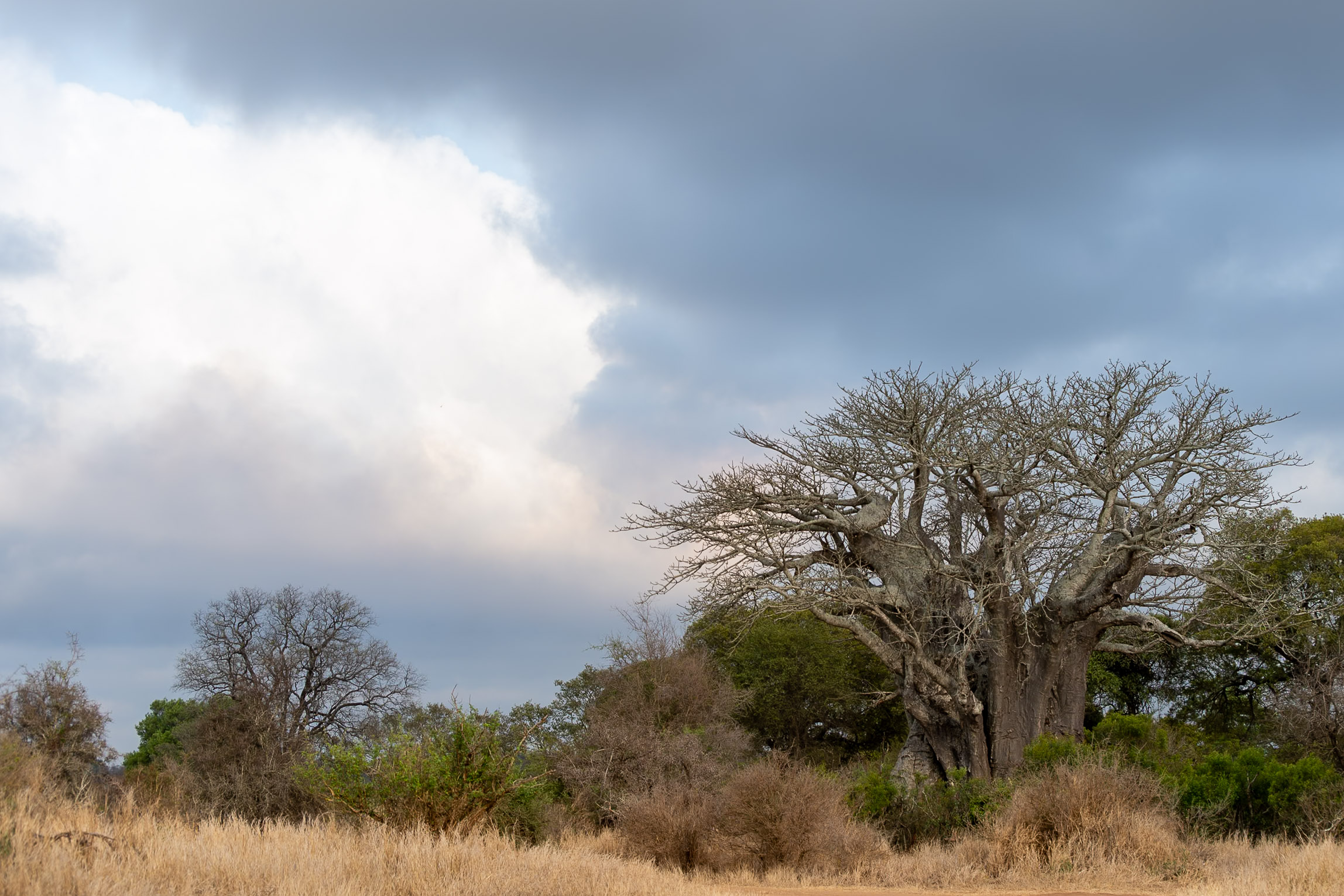 Kruger safari photography by Nicky Firer