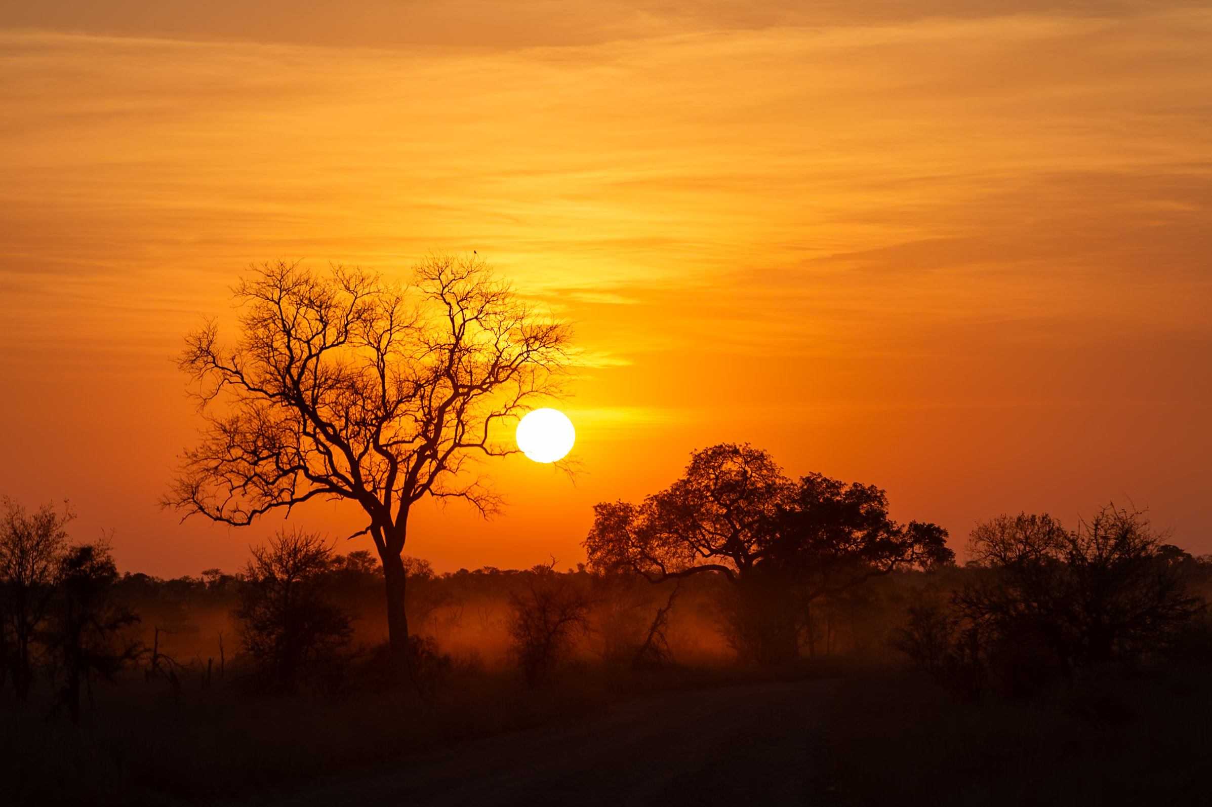 Kruger safari photography by Nicky Firer