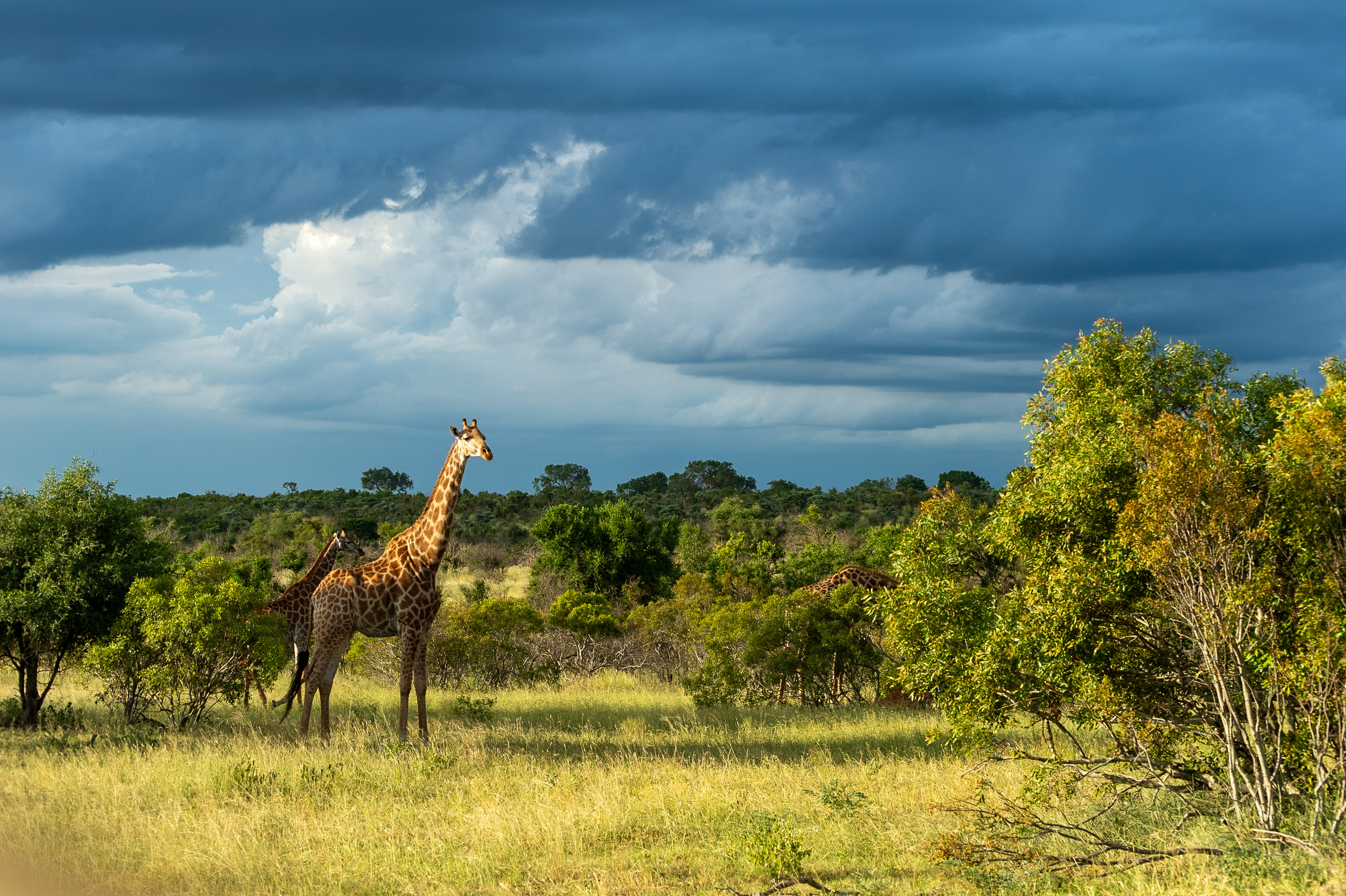 Kruger safari photography by Nicky Firer