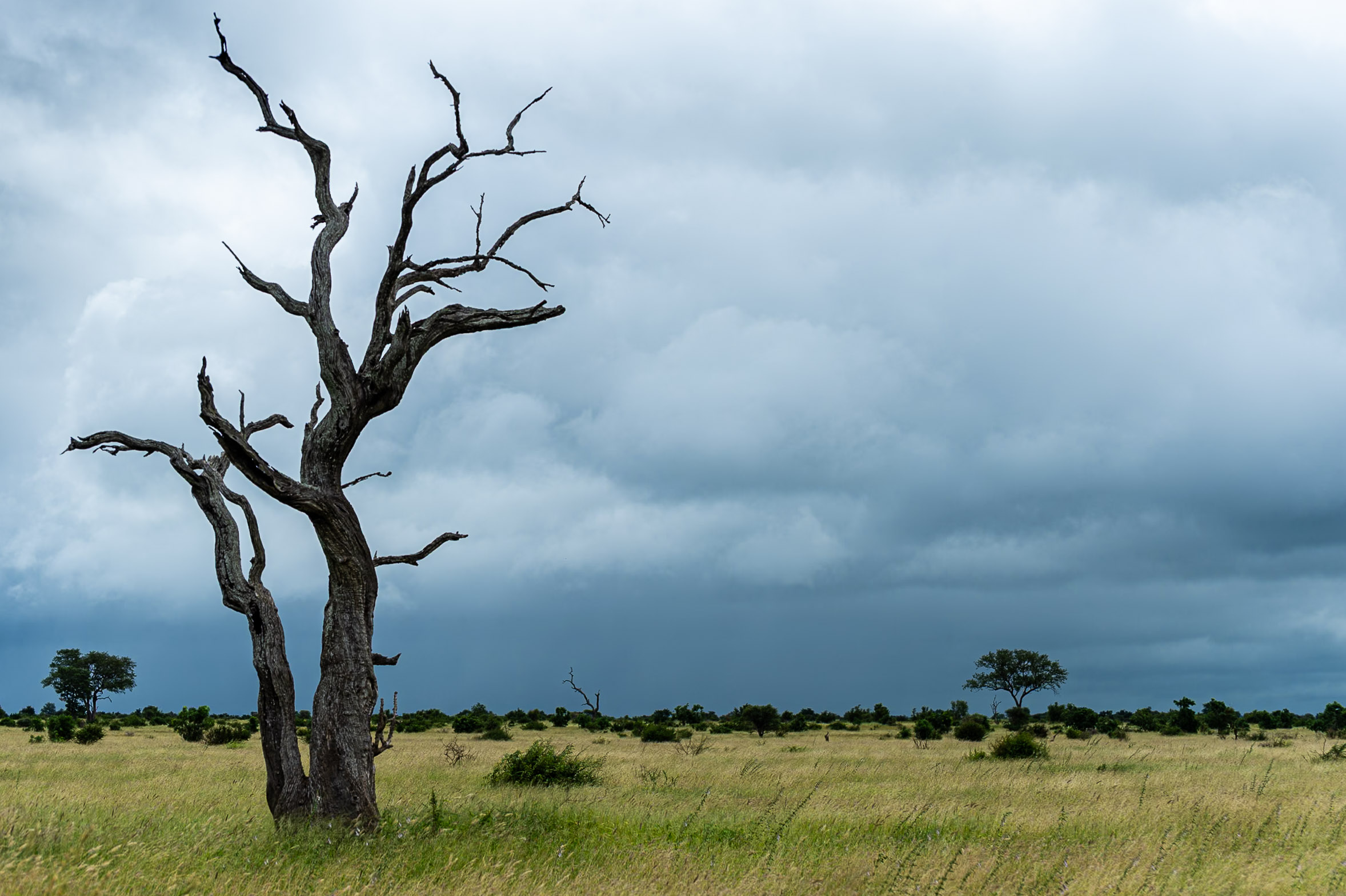 Kruger safari photography by Nicky Firer