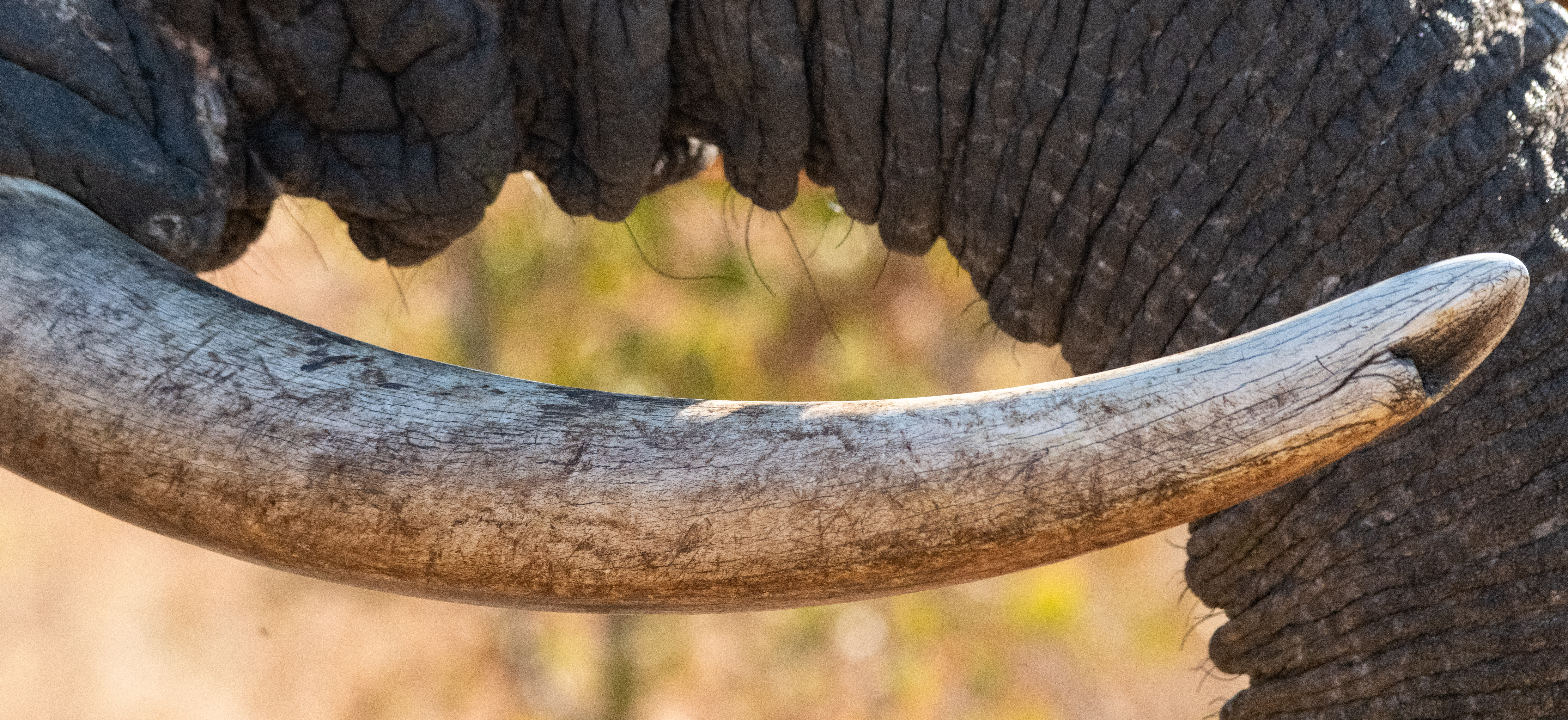 Kruger safari photography by Nicky Firer