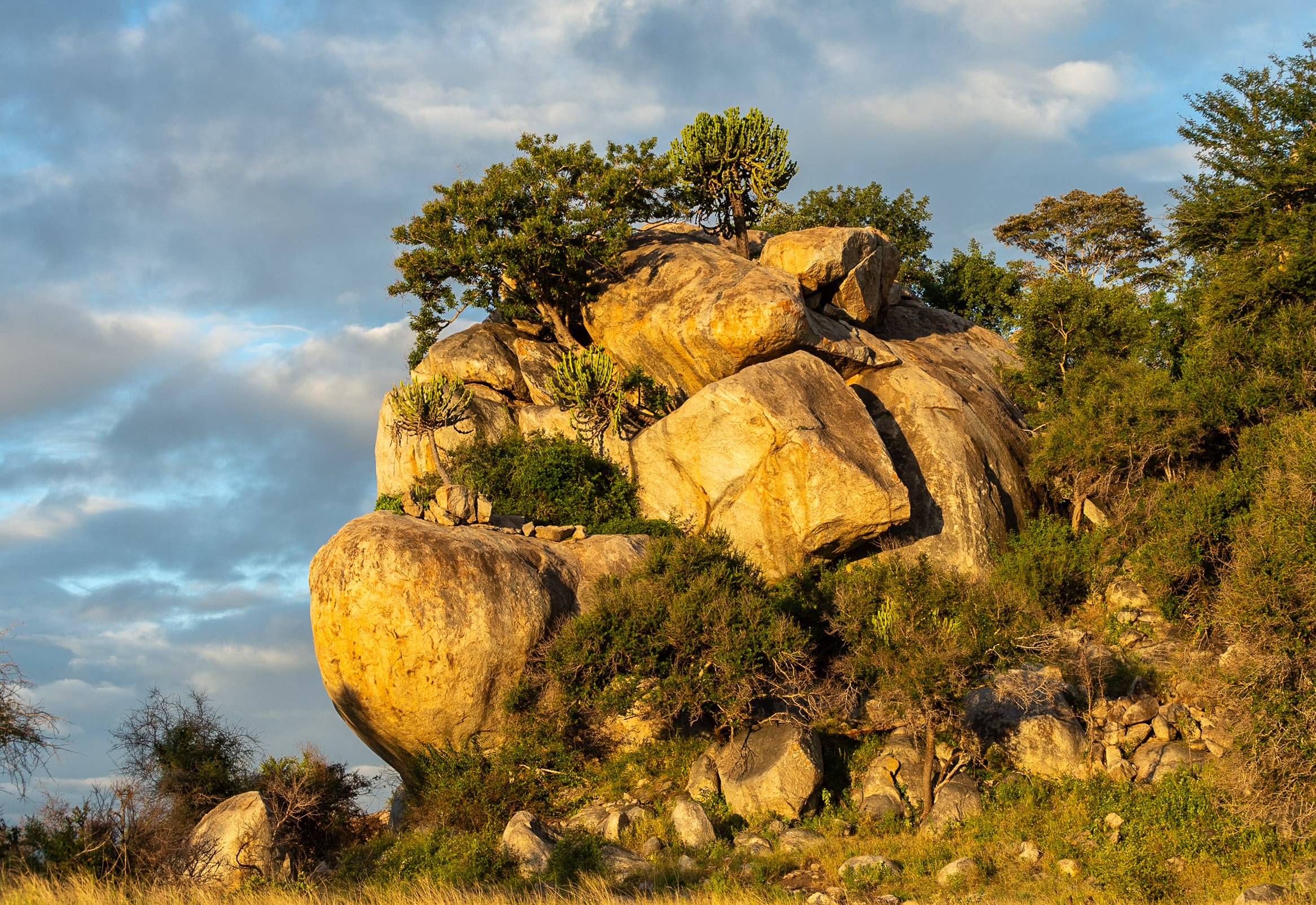 Kruger safari photography by Nicky Firer