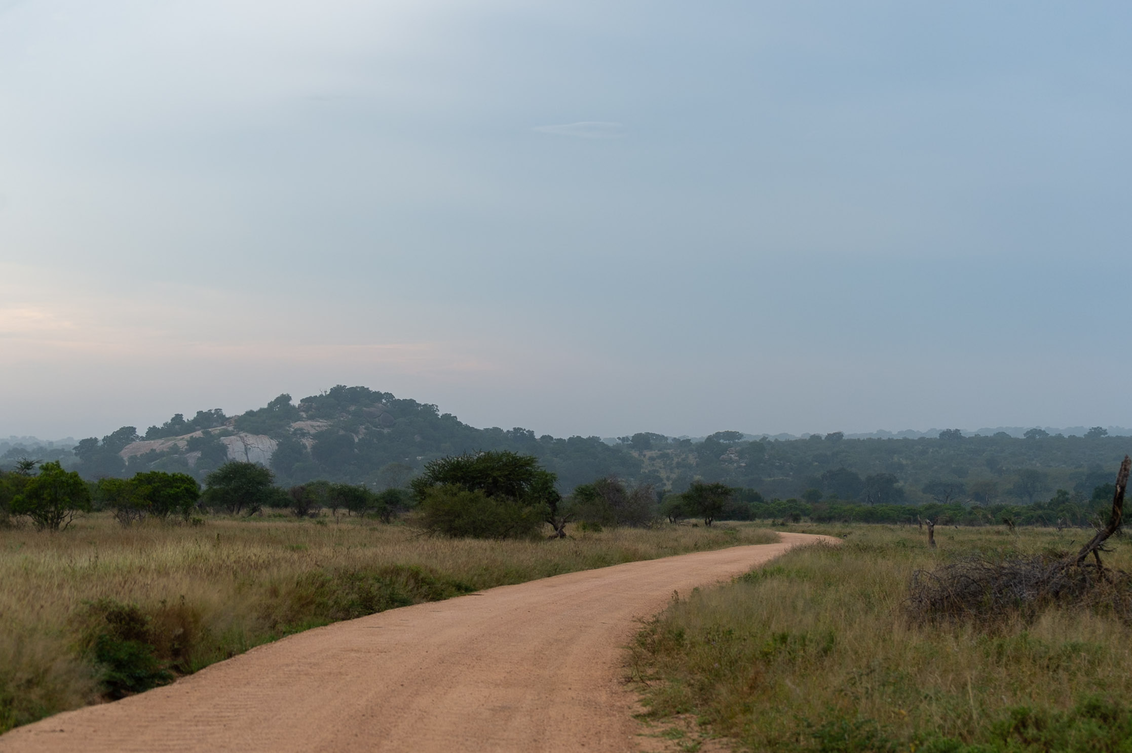 Kruger safari photography by Nicky Firer