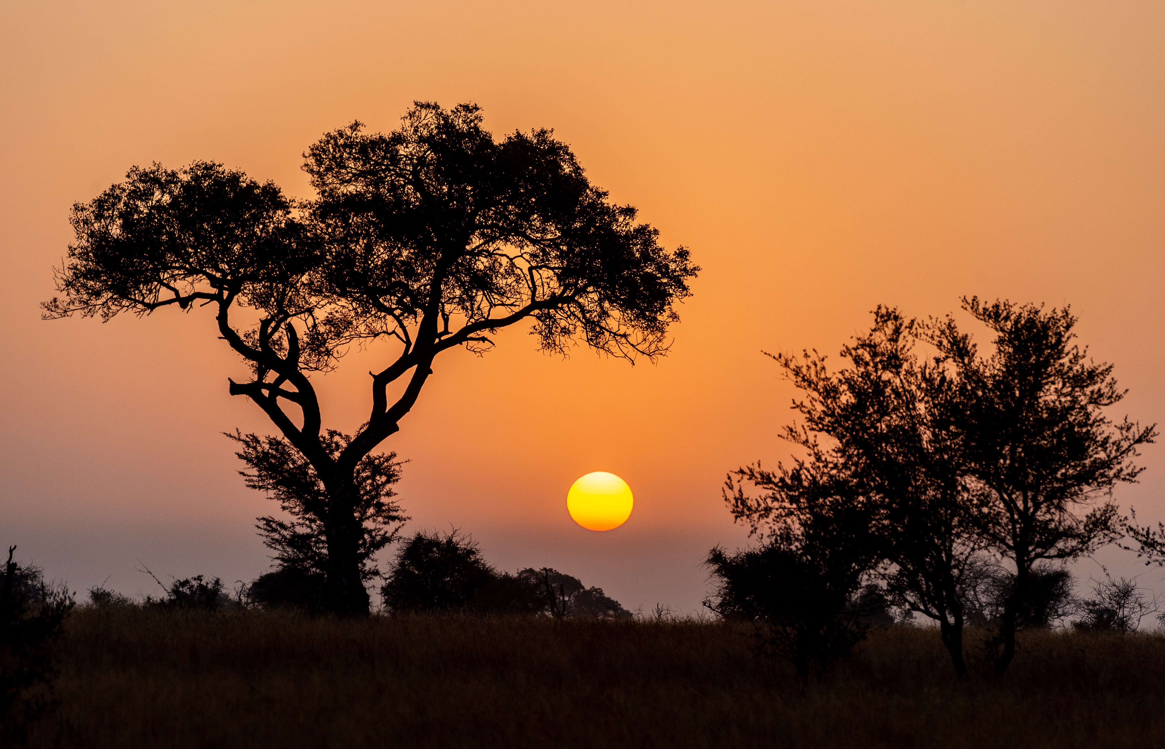 Kruger safari photography by Nicky Firer