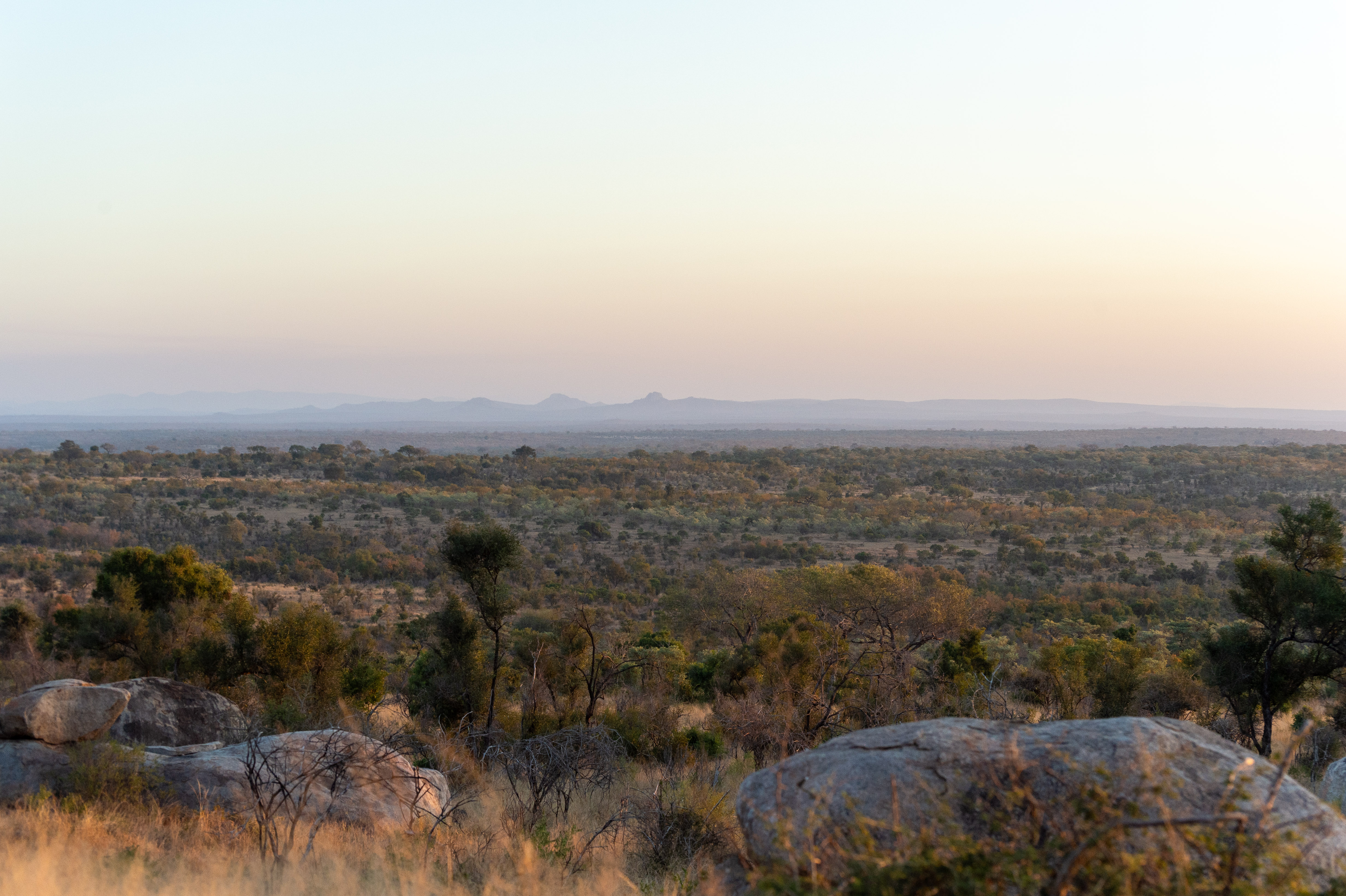 Kruger safari photography by Nicky Firer