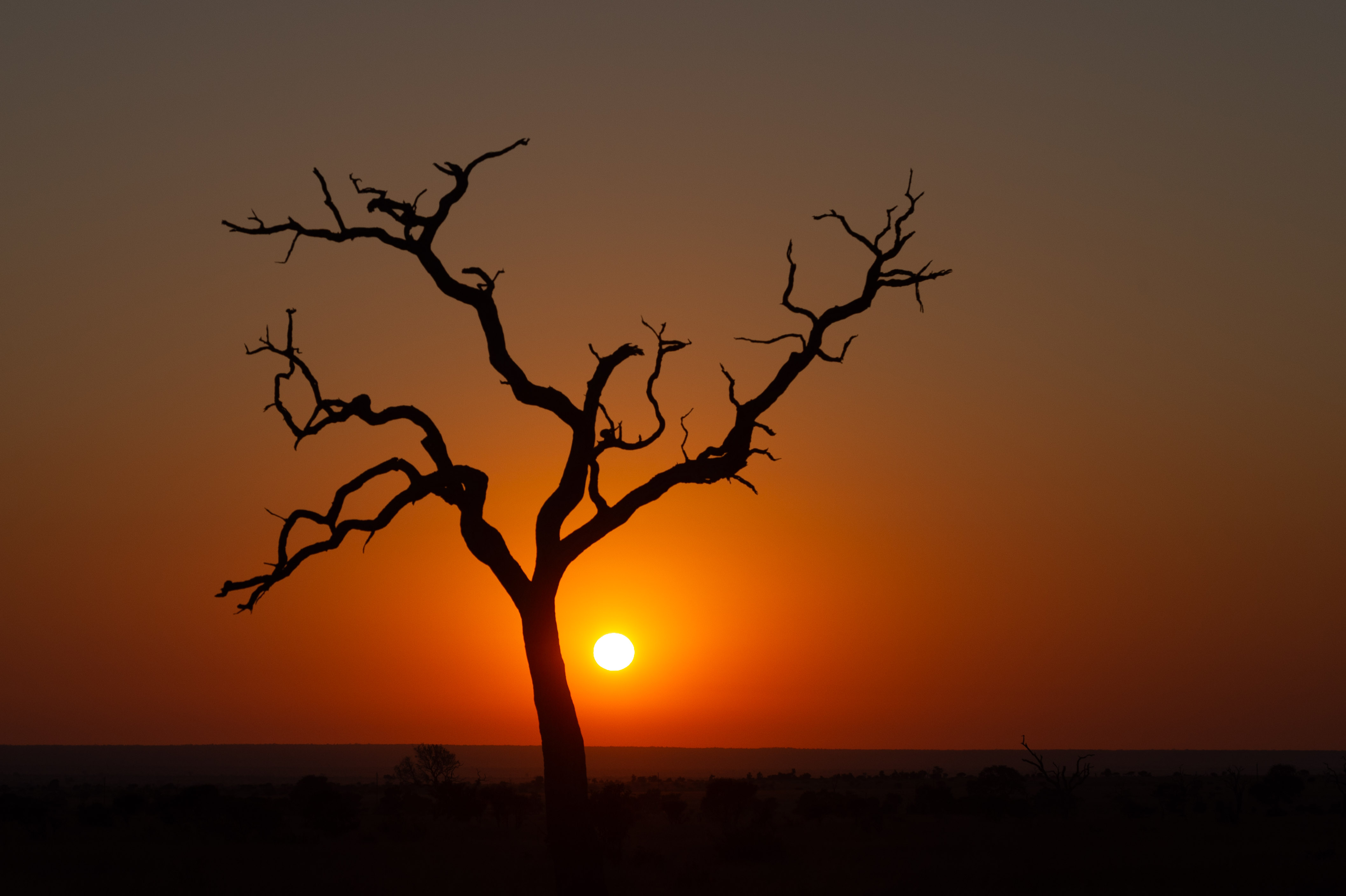 Kruger safari photography by Nicky Firer