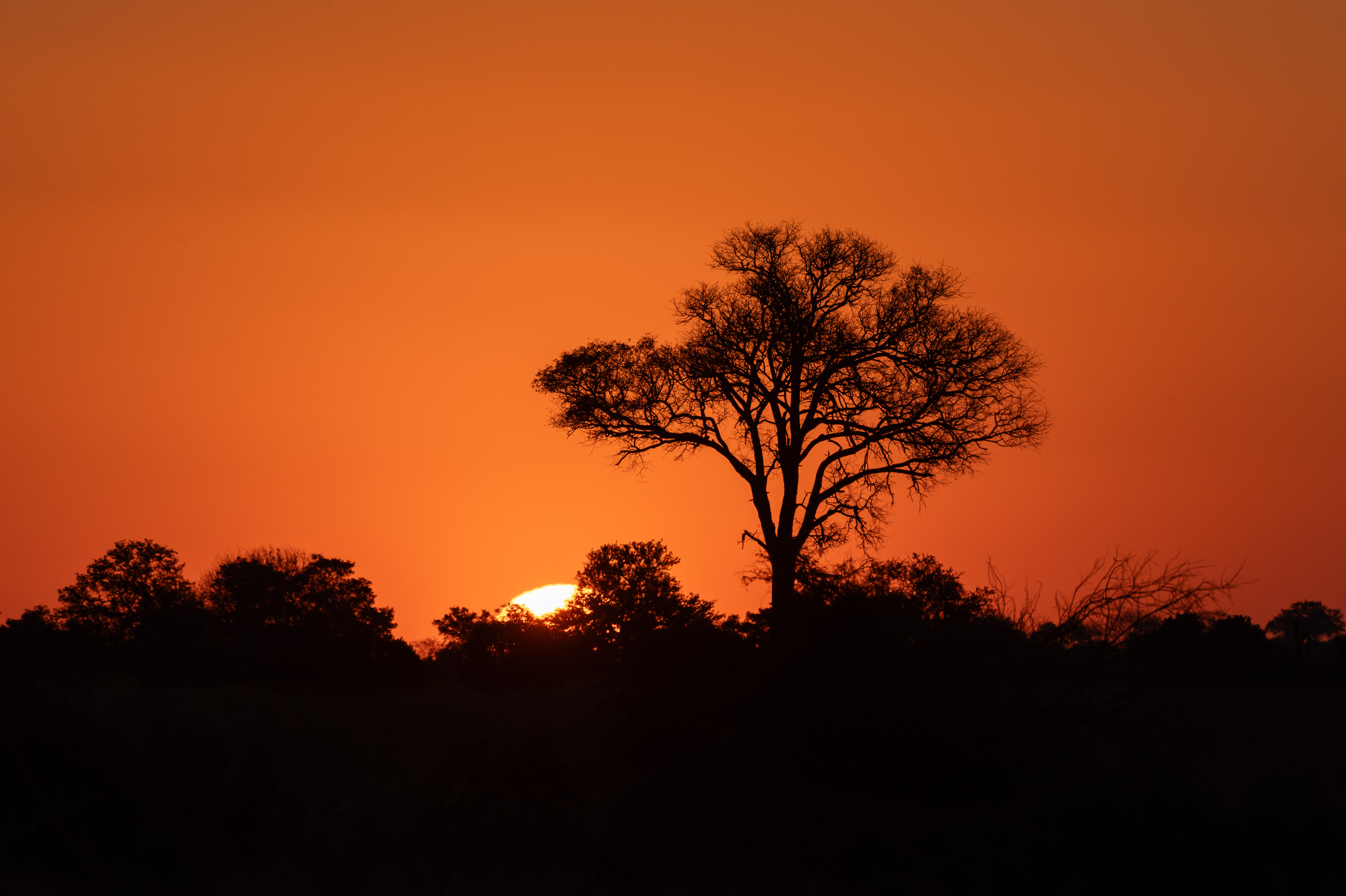 Kruger safari photography by Nicky Firer