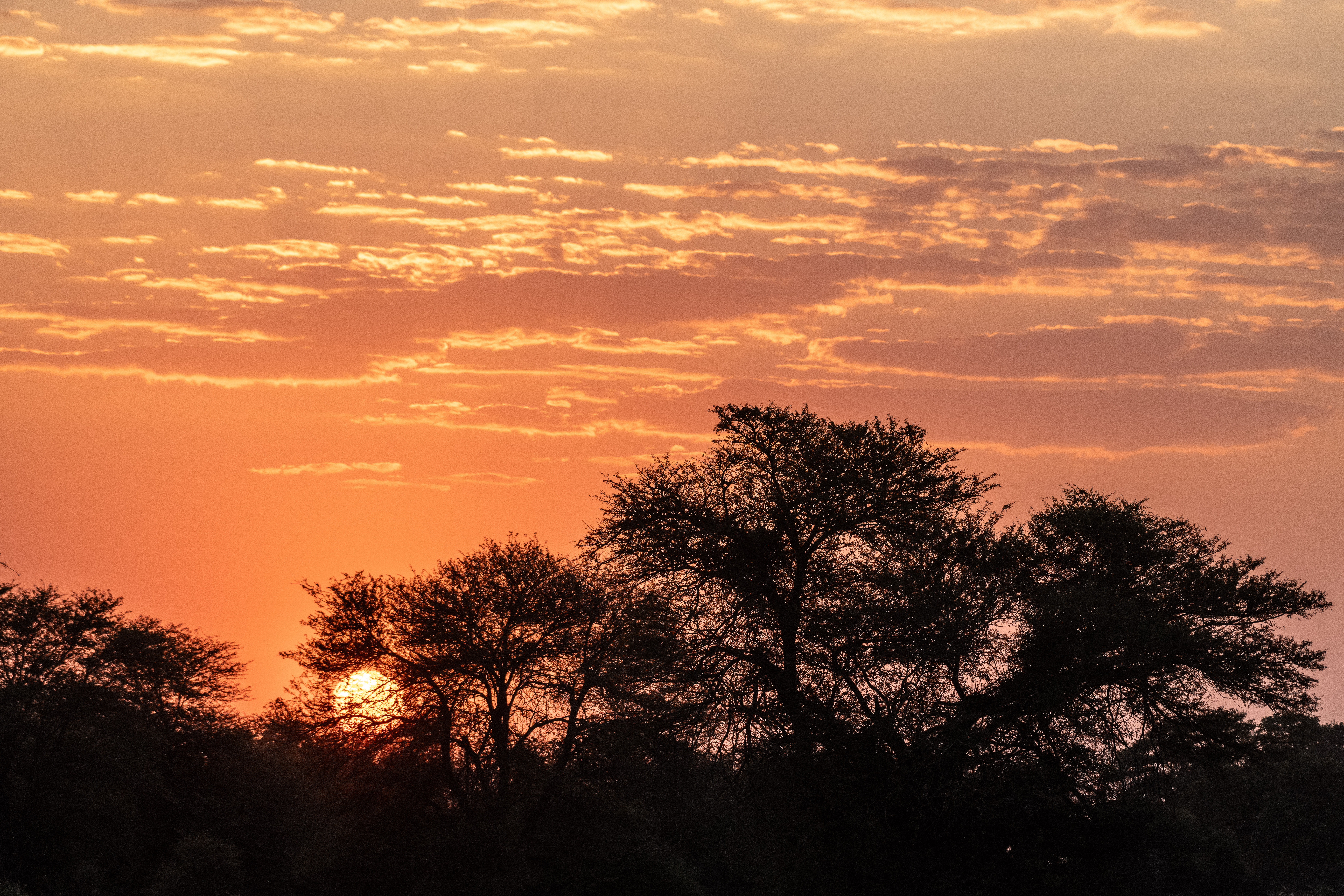 Kruger safari photography by Nicky Firer