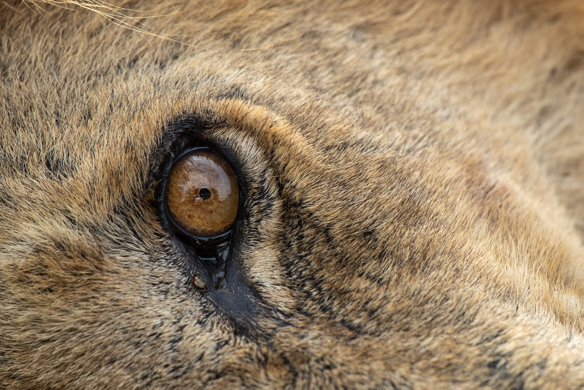 Kruger safari photography by Nicky Firer