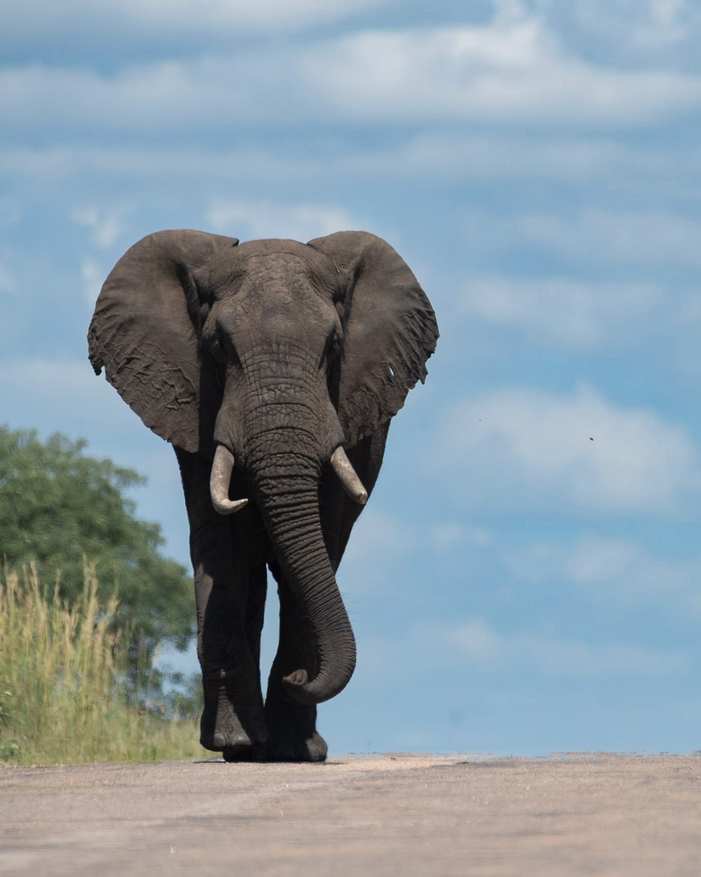 Kruger wildlife