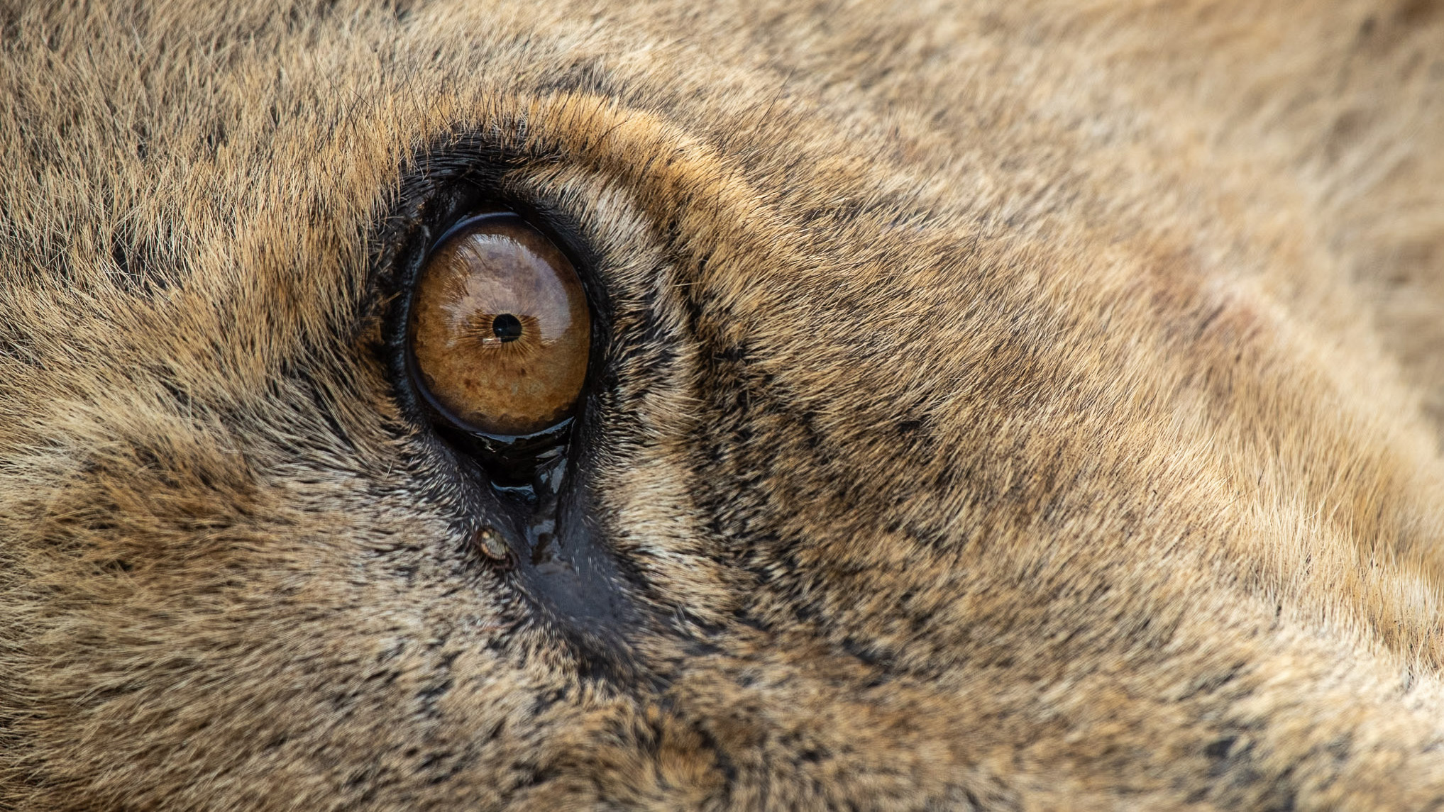 Kruger wildlife