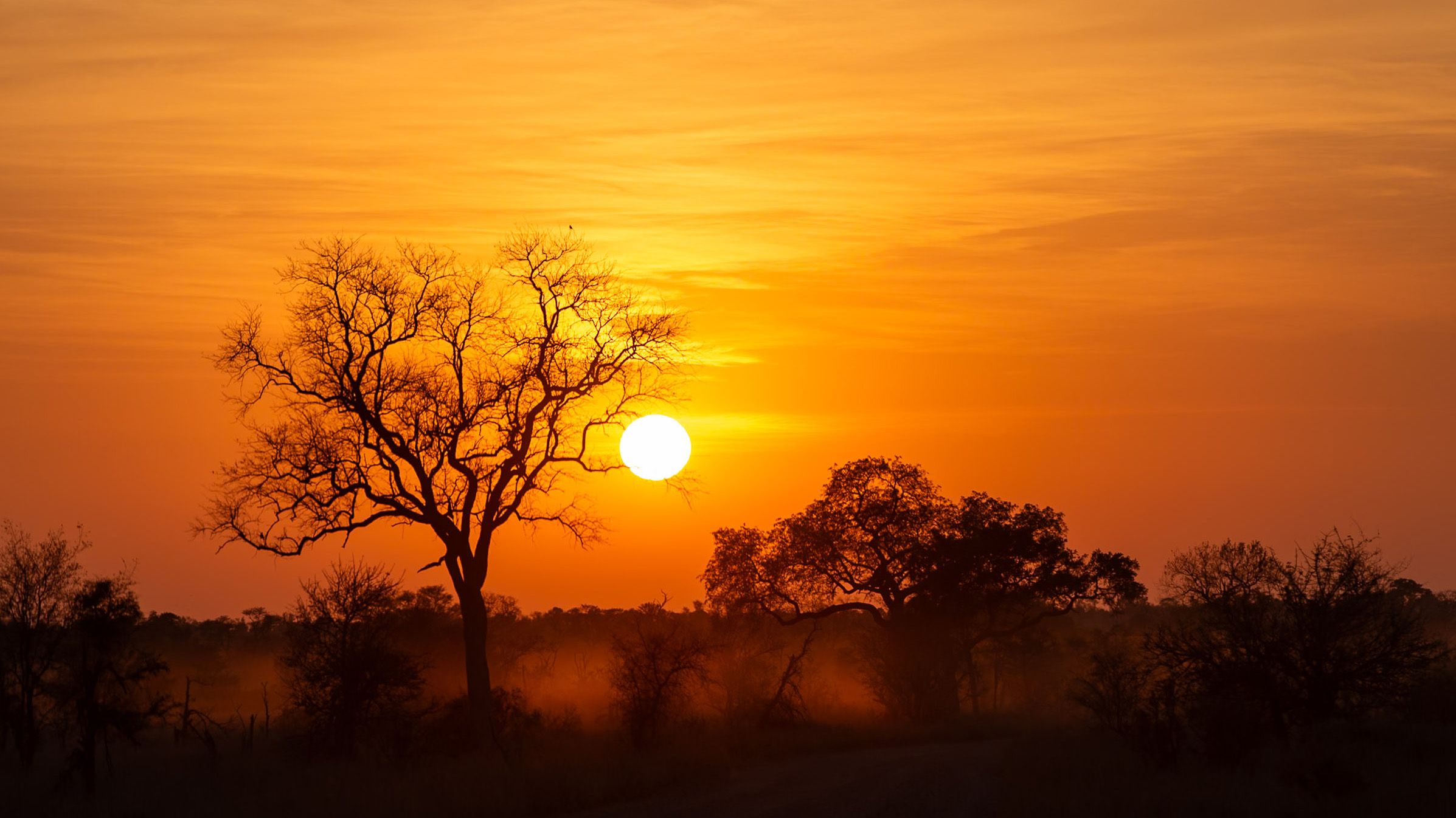 Kruger wildlife