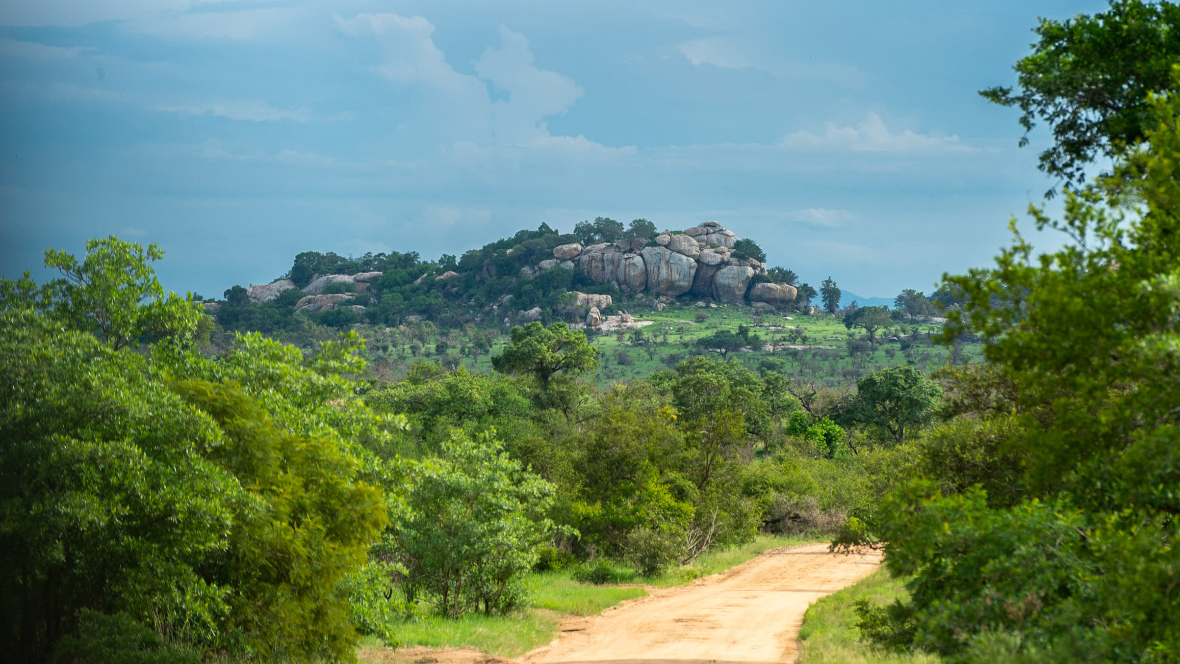 Kruger wildlife