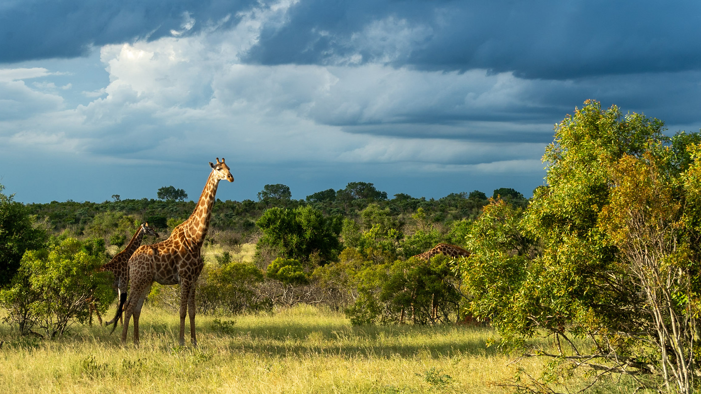 Kruger wildlife