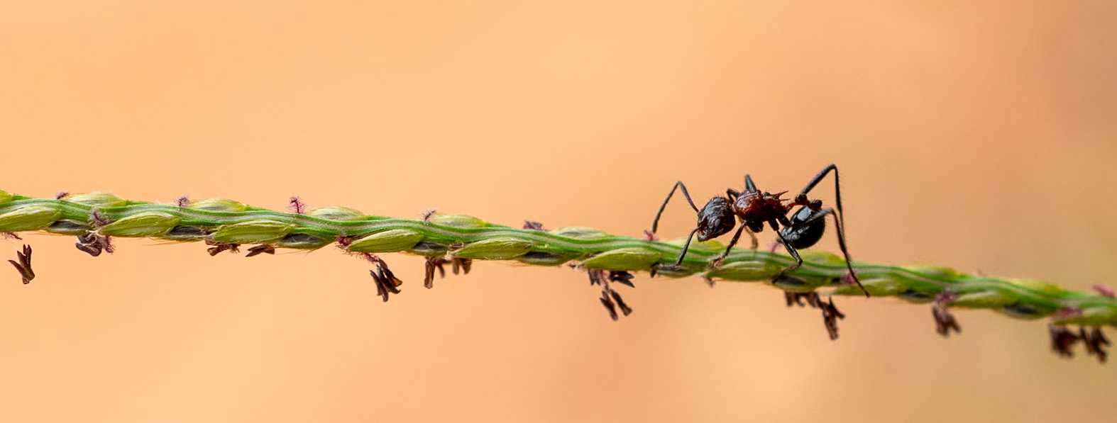 Kruger wildlife macro